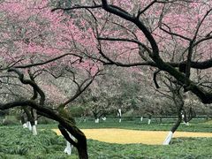 -杭州植物园