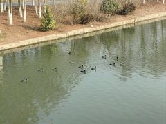 -南汇新城城市公园