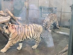 -西安秦岭野生动物园