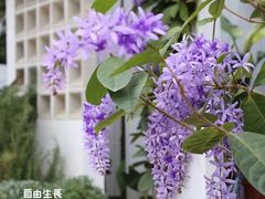 -自由生长植物工作室(深港花卉中心店)