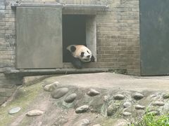 -都江堰中华大熊猫苑
