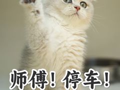 -lincat·猫舍(广州店)