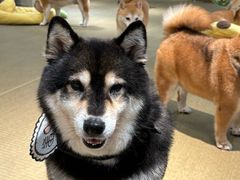 -逗柴咖啡屋·狗咖猫咖宠物桌游