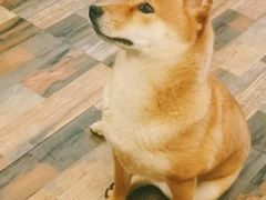 -柴源莊·柴小宠柴犬咖啡