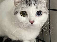 -瑞鹏宠物医院·骨科·猫科·内科(第一中心)