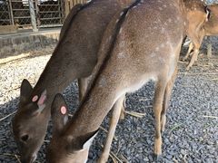 -鹿境梅花鹿生态园区