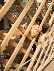 -萌宠亲子动物乐园(槐房万达店)