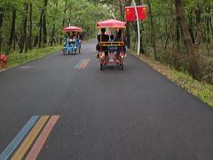 -日照海滨国家森林公园