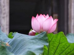 -古德寺