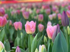 -上海鲜花港
