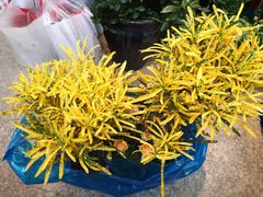 -双季花艺园艺市场(浦东店)