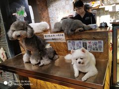 -more than meow吴止猫主题餐厅(承德 中船汇店)