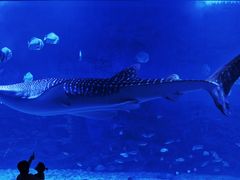 -烟台海昌鲸鲨海洋公园