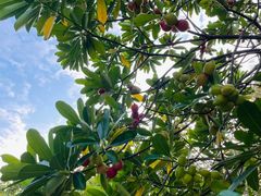 -广州神农草堂中医药博物馆