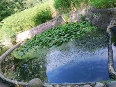 -成都市活水公园