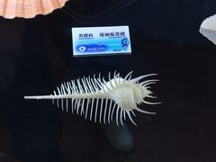 -贝壳梦幻世界