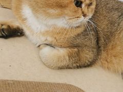 -猫在这儿猫咪咖啡馆·撸猫馆