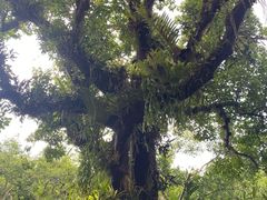 -中国科学院西双版纳热带植物园
