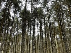 -石棉县孟获城