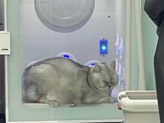 -爱洗澡的猫(望京店)