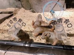 -zoonana室内动物园(东方福来德店)