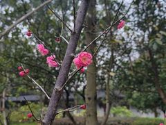 -李时珍纪念馆