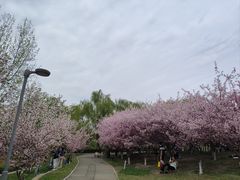 -西安浐灞国家湿地公园