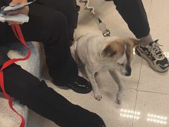 -帕帕拉兹宠物(亚洲旗舰店)