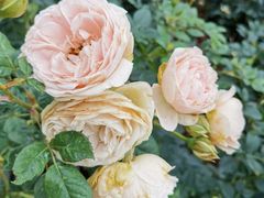 -人民公园(罗湖区)