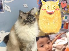 -喵的天空名猫咖啡馆·撸猫·猫舍·用品