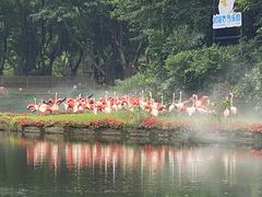 -广州长隆飞鸟乐园