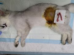 -乐派堂宠物医院·猫友好· 心脏科(东街店)