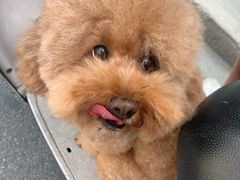 -Goku PET SHOP宠物视觉生活馆(双井店)