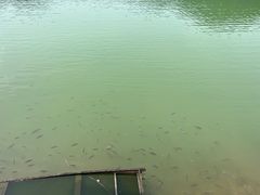 -广州白江湖森林公园