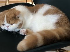 -飞行喵MR PILOT|猫舍·猫咖(静安大融城店)