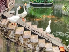 -豫园湖心亭茶楼