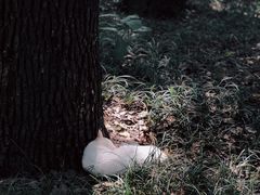 -西园寺