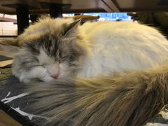 -平行世界·猫咖(首经贸店)