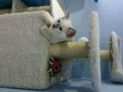 -喵的天空名猫咖啡馆·撸猫·猫舍·用品