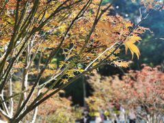-广州市帽峰山景区