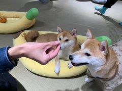 -逗柴咖啡屋·狗咖猫咖宠物桌游