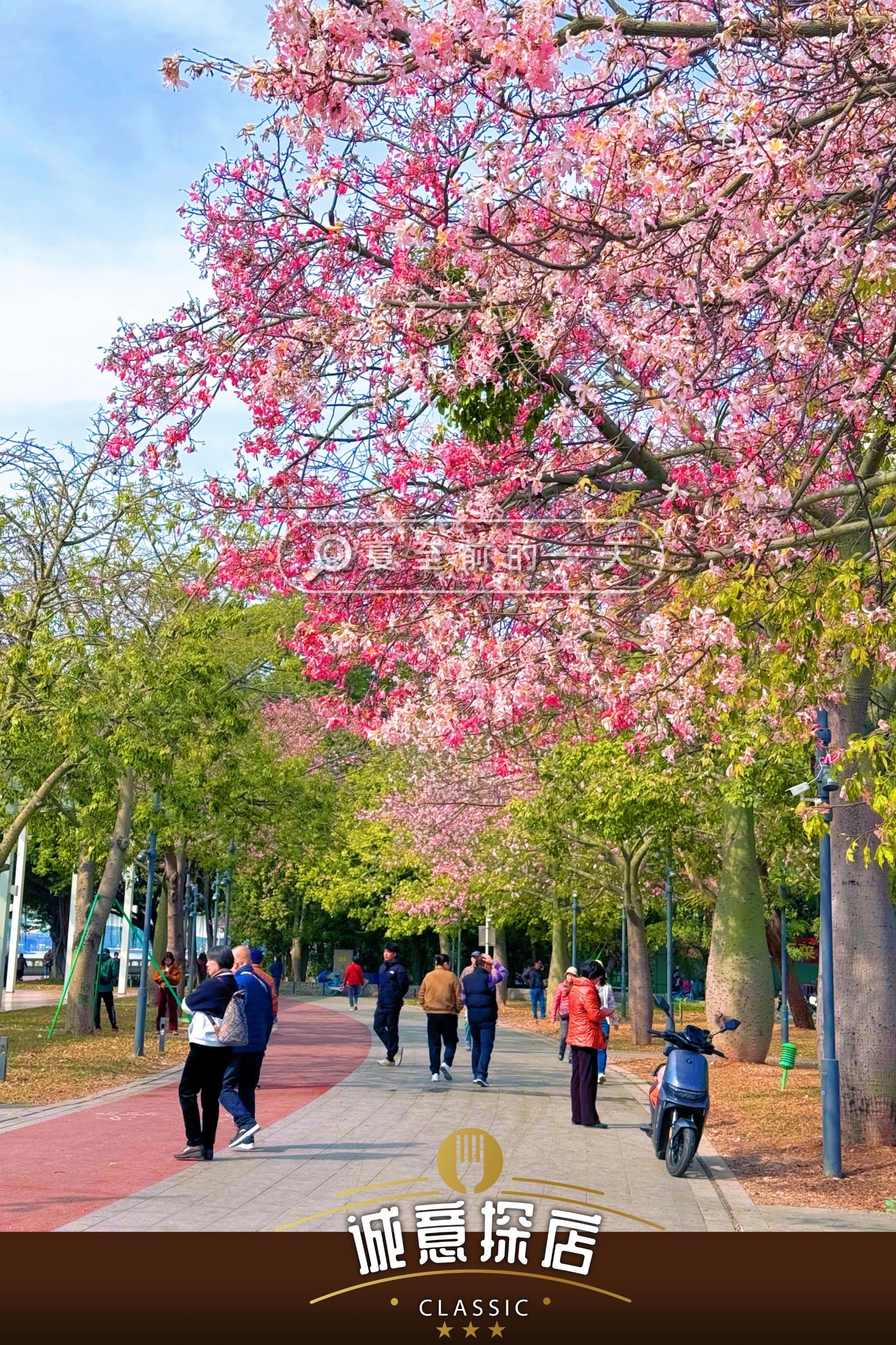 震惊了!冬暖花开,广州的花海美景!