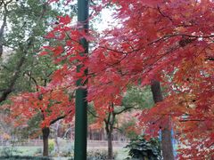 -上海共青森林公园