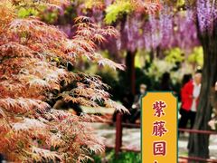 -嘉定紫藤园