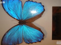 -上海昆虫博物馆