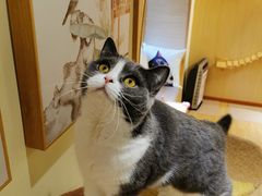 -猫和宫(六道口店)