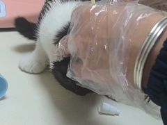 -全心全意连锁动物医院·微创中心·内科急重症·心脏专科(丰管路店)