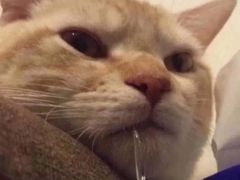 -对角巷茶餐厅(海星广场店)