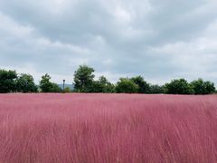 -羊亭河湿地公园