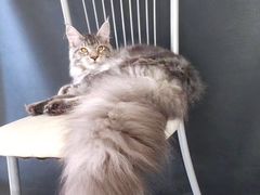 -十年猫舍·猫咪专门店(普陀店)